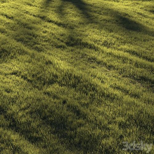 Grass | lawn