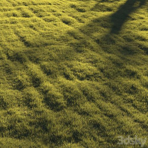 Grass | lawn