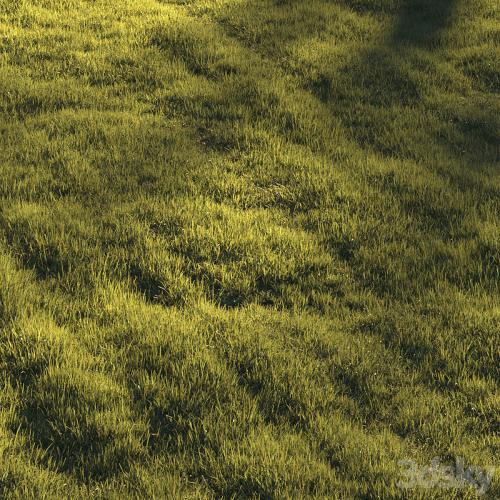 Grass | lawn