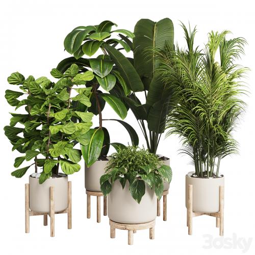 collection Indoor plant 30 -wood vase