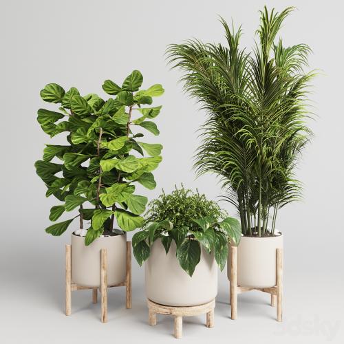 collection Indoor plant 30 -wood vase