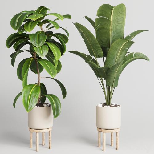 collection Indoor plant 30 -wood vase