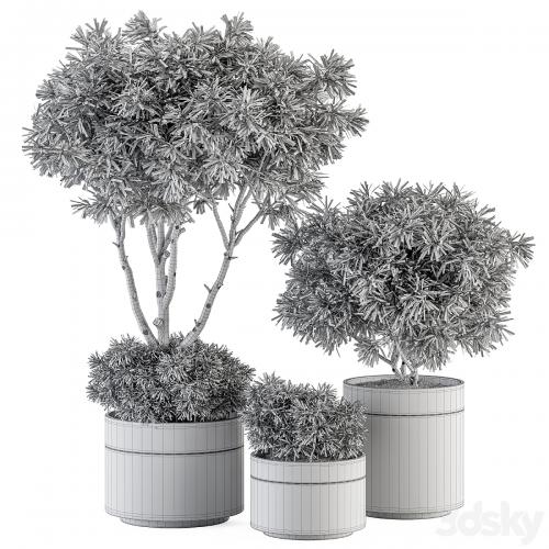 indoor Plant Set 361- Tree and Plant Set in pot