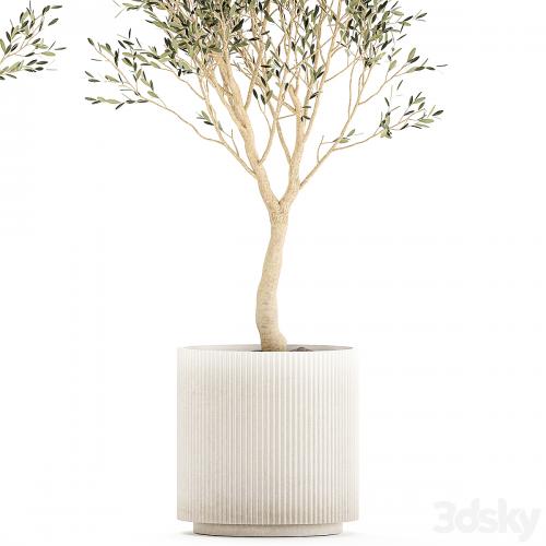 Beautiful small ornamental olive trees in a modern pot. Set of plants 1229