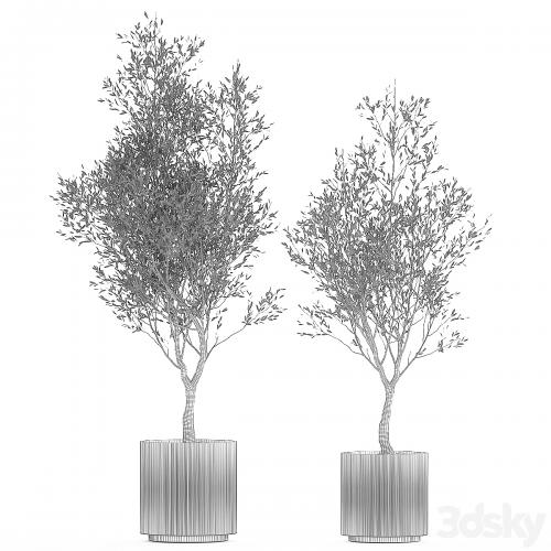 Beautiful small ornamental olive trees in a modern pot. Set of plants 1229