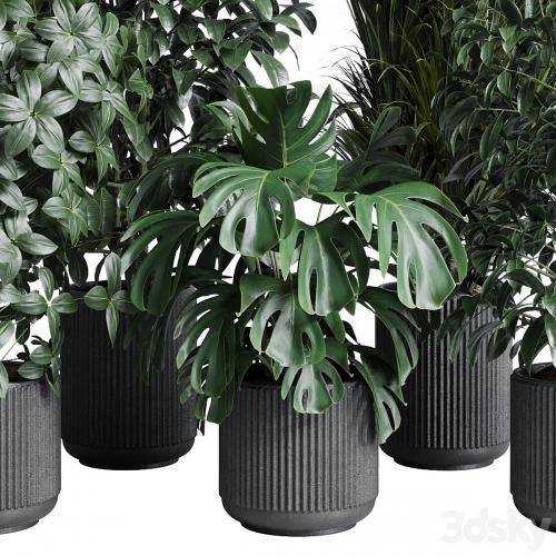 indoor plant set 308 pot palm ficus rubbery monstera concrete dirt vase