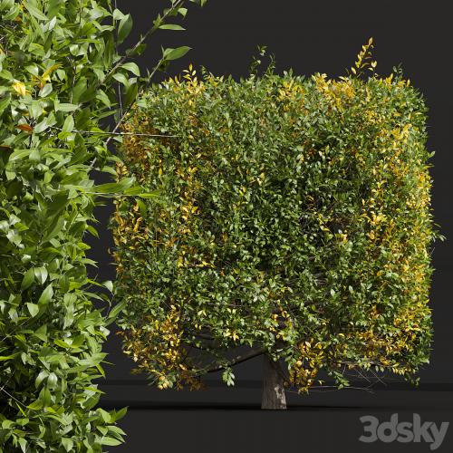 New Plant Ligustrum Quihoui Privet Pruned Box