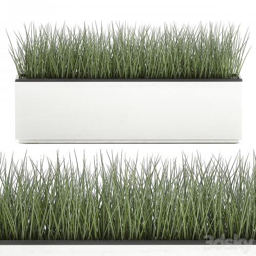 Collection of plants in outdoor white potted flower beds with tree, grass, Sansevieria. Set 585.