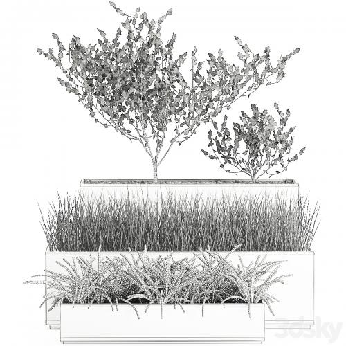 Collection of plants in outdoor white potted flower beds with tree, grass, Sansevieria. Set 585.