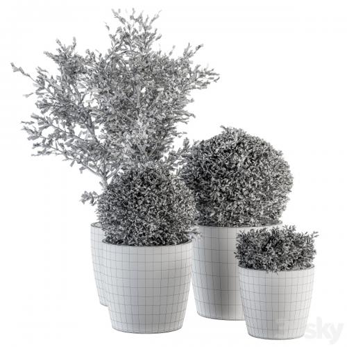Outdoor Plant Set 209 - Plant and Tree in Pot