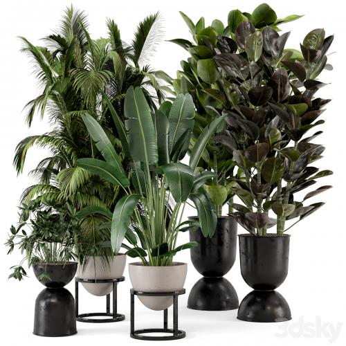 Indoor Plants in rusty Concrete Pot on Metal Shelf - Set 242