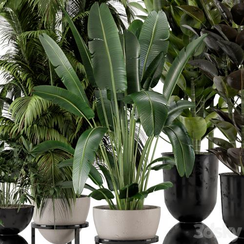 Indoor Plants in rusty Concrete Pot on Metal Shelf - Set 242