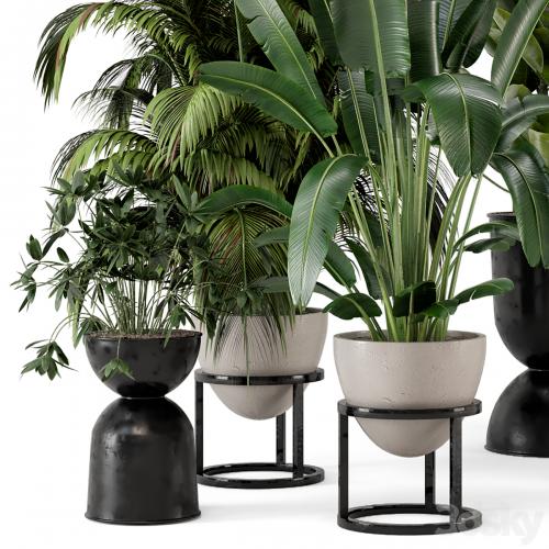 Indoor Plants in rusty Concrete Pot on Metal Shelf - Set 242