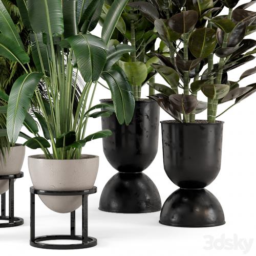 Indoor Plants in rusty Concrete Pot on Metal Shelf - Set 242