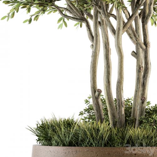Outdoor Plants tree in Concrete Pot - Set 135