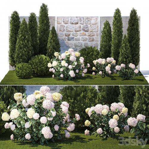 Collection of plants garden with bushes and trees for landscape design with thuja, cypress, flowering Hydrangea white. Set 1378.