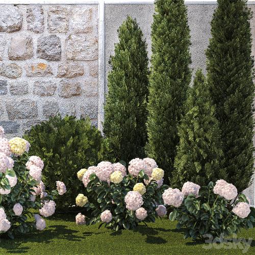 Collection of plants garden with bushes and trees for landscape design with thuja, cypress, flowering Hydrangea white. Set 1378.