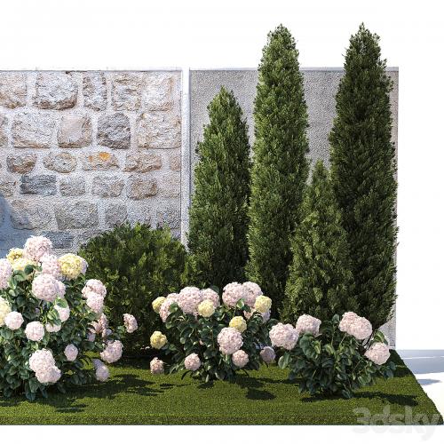 Collection of plants garden with bushes and trees for landscape design with thuja, cypress, flowering Hydrangea white. Set 1378.