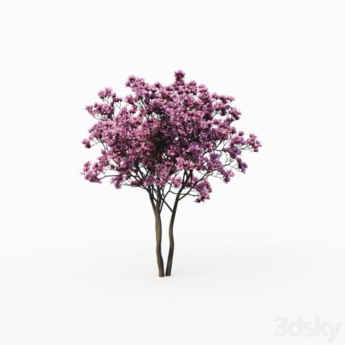 Magnolia Liliflora (3m) 2 Tree Set