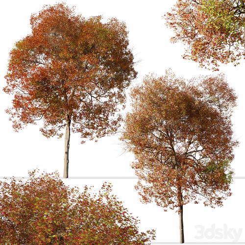 Set of American Sweet Gum Tree (Liquidambar styraciflua) (2 Trees)