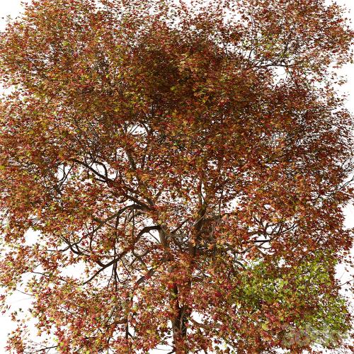 Set of American Sweet Gum Tree (Liquidambar styraciflua) (2 Trees)