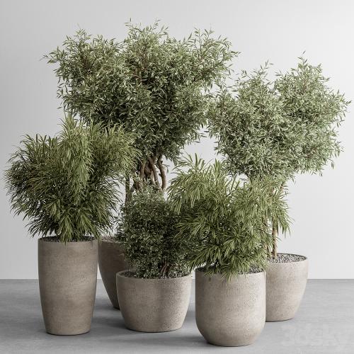 indoor Plant Set 417 - Tree and Bush