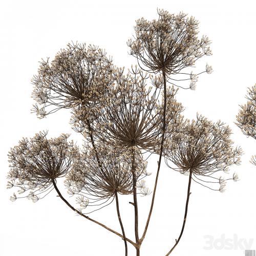 Bouquet of dried flowers in a glass vase with dry branches Hogweed . 158.