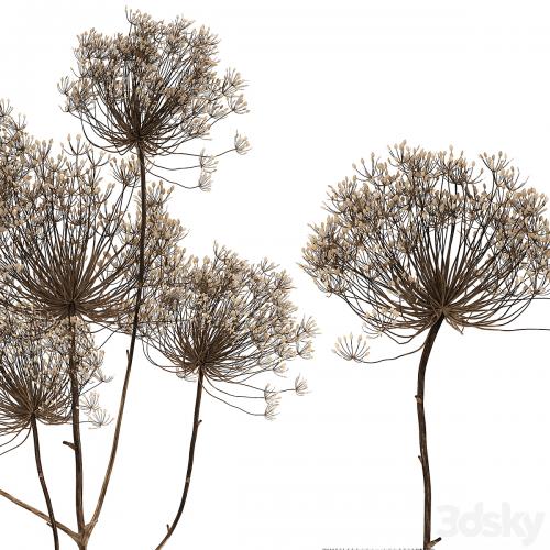 Bouquet of dried flowers in a glass vase with dry branches Hogweed . 158.