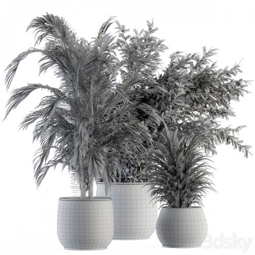 indoor Plant Set 112 - Tropical Plants