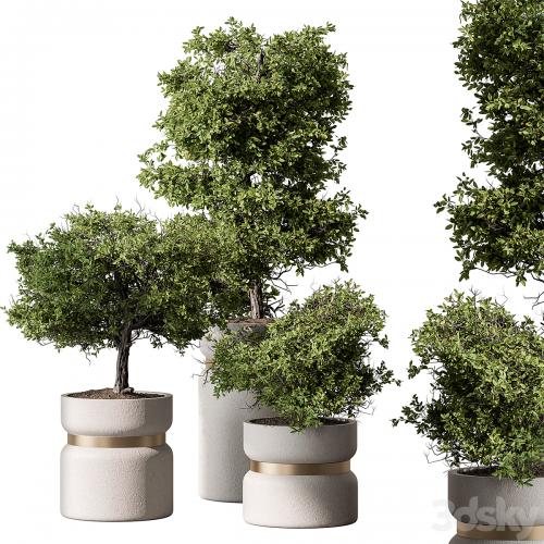 Indoor Plant 566 -Tree in Pot