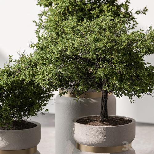 Indoor Plant 566 -Tree in Pot