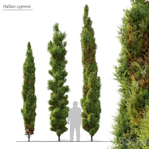 Italian cypress