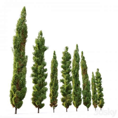 Italian cypress