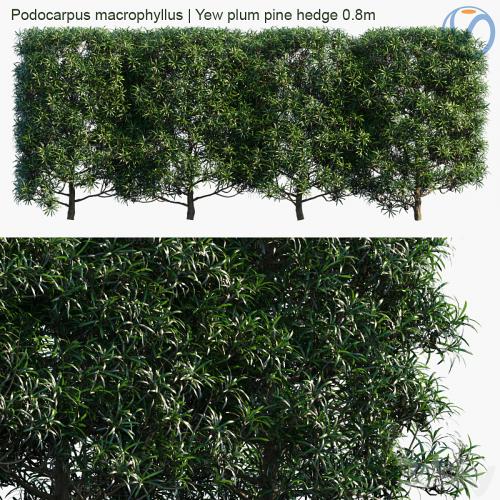 Podocarpus macrophyllus | Yew plum pine hedge 0.8m