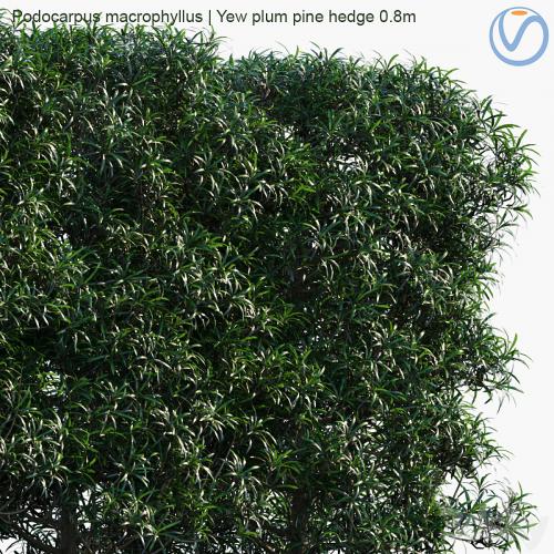 Podocarpus macrophyllus | Yew plum pine hedge 0.8m