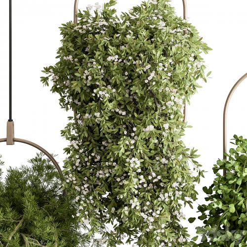 indoor Plant 438 - Hanging Plants