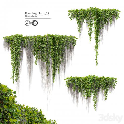 Hanging Plant 38