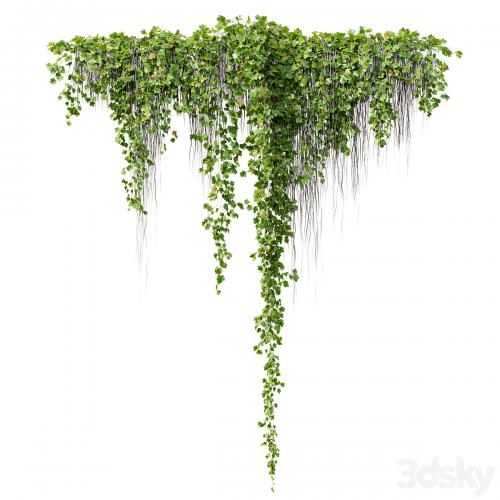 Hanging Plant 38