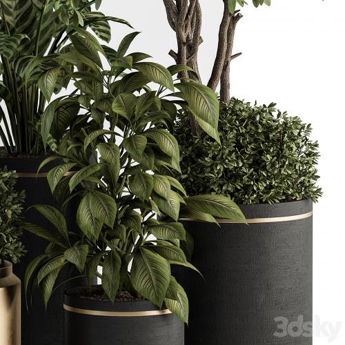 indoor Plant Set 378- Tree and Plant Set in pot