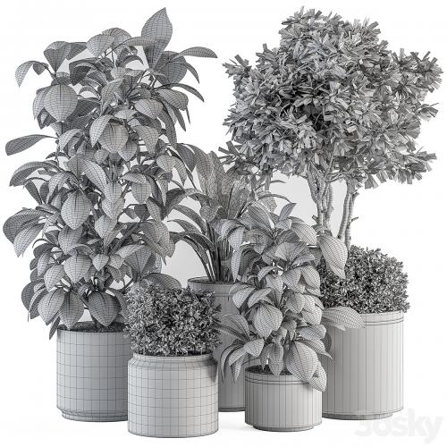 indoor Plant Set 378- Tree and Plant Set in pot