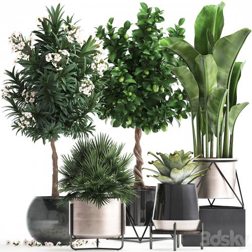 Plant collection 297. Lemon tree, bromeliad, chamerops, oleander, tree, banana, luxury, flowering tree, luxury decor, small tree, Chamaerops palm