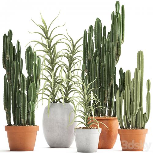 Plant collection 302. Cactus set. Cacti, cereus, aloe, indoor cactus, pot, flowerpot, clay, clinker, Aloe, concrete, desert plants, outdoor