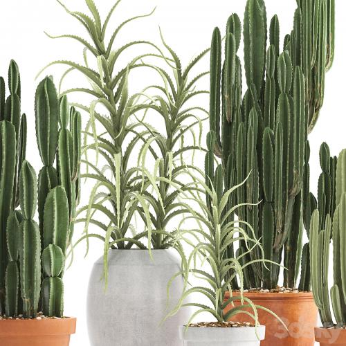 Plant collection 302. Cactus set. Cacti, cereus, aloe, indoor cactus, pot, flowerpot, clay, clinker, Aloe, concrete, desert plants, outdoor