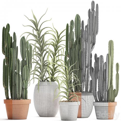 Plant collection 302. Cactus set. Cacti, cereus, aloe, indoor cactus, pot, flowerpot, clay, clinker, Aloe, concrete, desert plants, outdoor