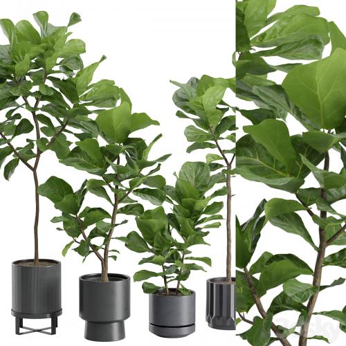 Ficus Lyrata in Dark Planters