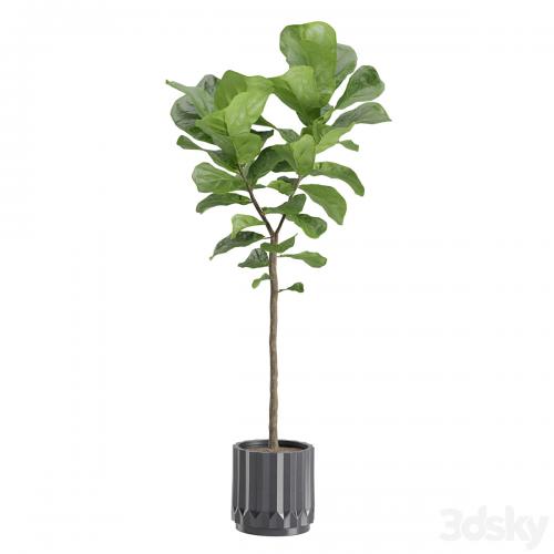 Ficus Lyrata in Dark Planters