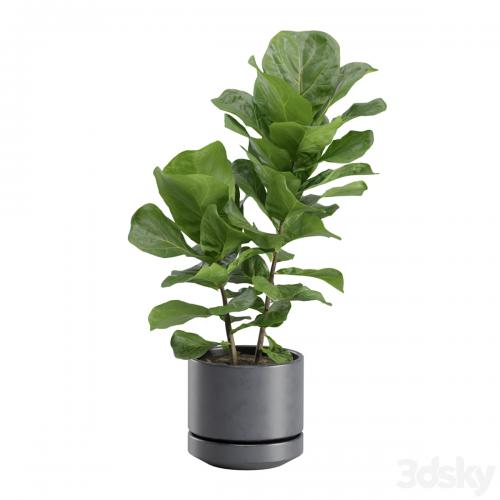 Ficus Lyrata in Dark Planters