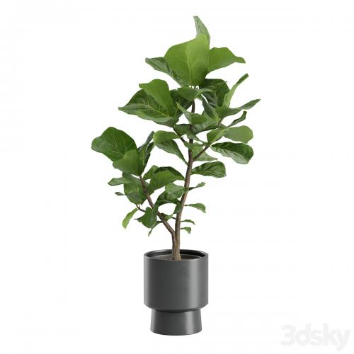 Ficus Lyrata in Dark Planters