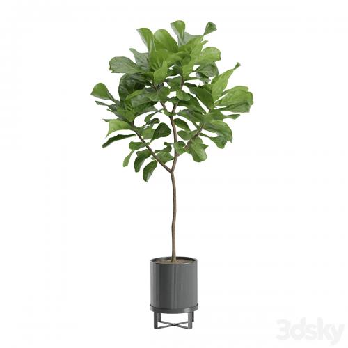 Ficus Lyrata in Dark Planters