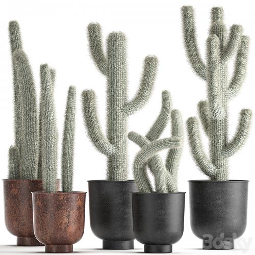 Collection of plants fluffy cacti in black pots, indoor Cleistocactus. Set 840.